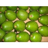 Aguacates Frescos